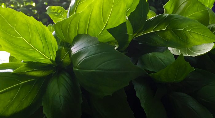 Basilicum leafs close-up
